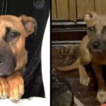 Loyal Dog Waits For Weeks In Empty House After Family Leaves Him Behind