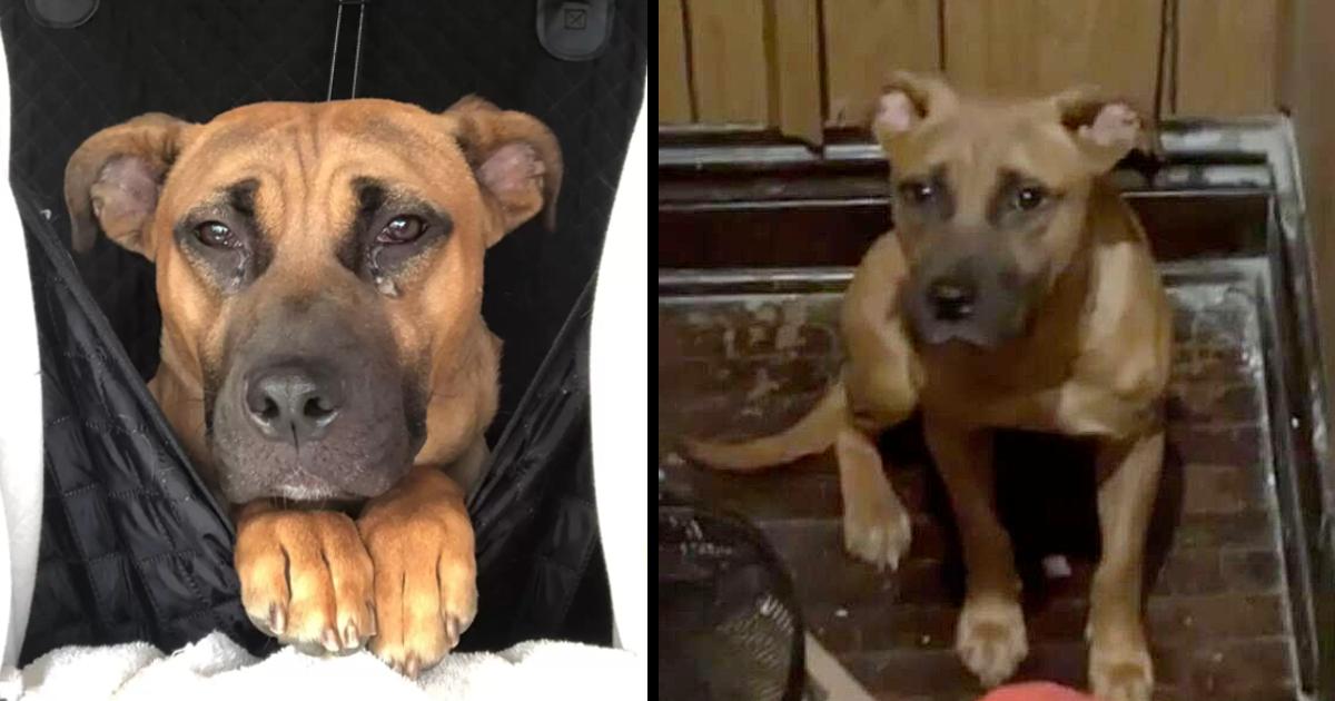 Loyal Dog Waits For Weeks In Empty House After Family Leaves Him Behind