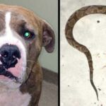 Loyal Pit Bull Leapt Into Action To Save His Human From Venomous Snake