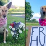 Maggie Is Now Just Making A Progress And Has Become A Therapy Dog!