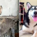 A man rescued a seemingly “dying” stray husky and, with his care, transformed her into the most stunning and gorgeous dog.