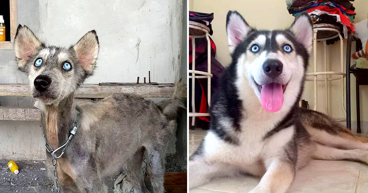 A man rescued a seemingly “dying” stray husky and, with his care, transformed her into the most stunning and gorgeous dog.