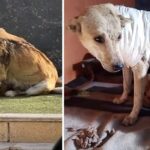 Mama dog used body to protect her cubs from being doused acid by store owner, never left them.