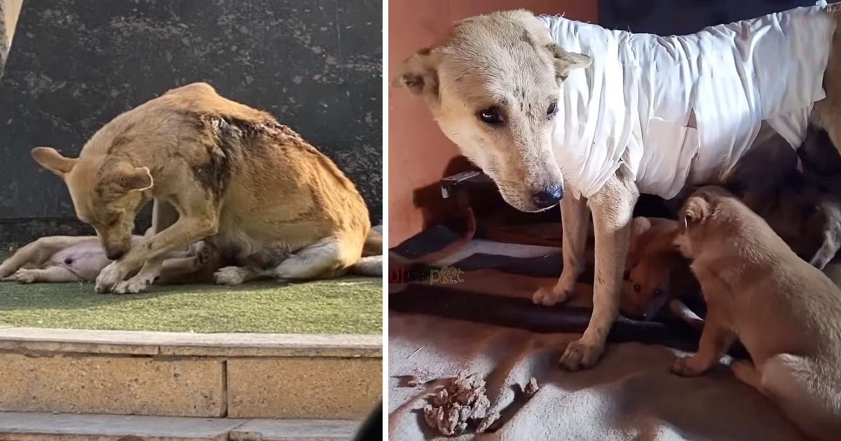 Mama dog used body to protect her cubs from being doused acid by store owner, never left them.