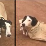 Mama Dog and Her puppies Left Tied Up in a Sacƙ Rescued from the Middle of Nowhere