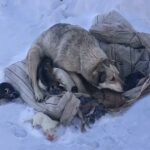 Mama Dog is Crying, Begging to Be Saved After Giving Birth to 10 Puppies in The Cold Snow