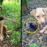 Mama Dog Tied Up And Left To Die, Kept Her Puppies Alive For 10 Days Waiting For Help