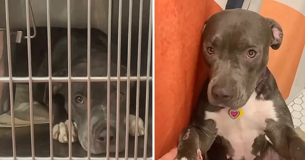 Mama dog was sad and lonely in shelter. Someone gave her a new life.