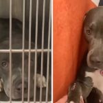 Mama dog was sad and lonely in shelter. Someone gave her a new life.