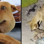 Mama Dog with Huge Abscess on Her Necƙ Fights to Stay Aliνe for Her puppies