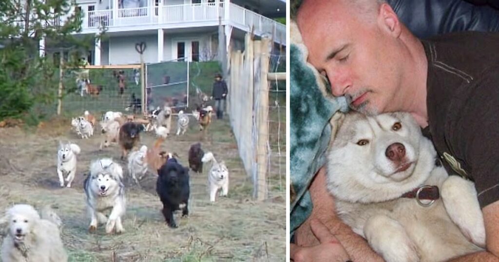 Man constructs a 4-acre fenced area for his 45 rescued dogs to play and run.