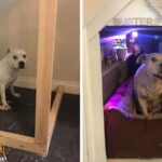 Man Builds His Rescue Dog With Trust Issues A Mini House In The Living Room To Let Him Have Some ‘Alone Time’