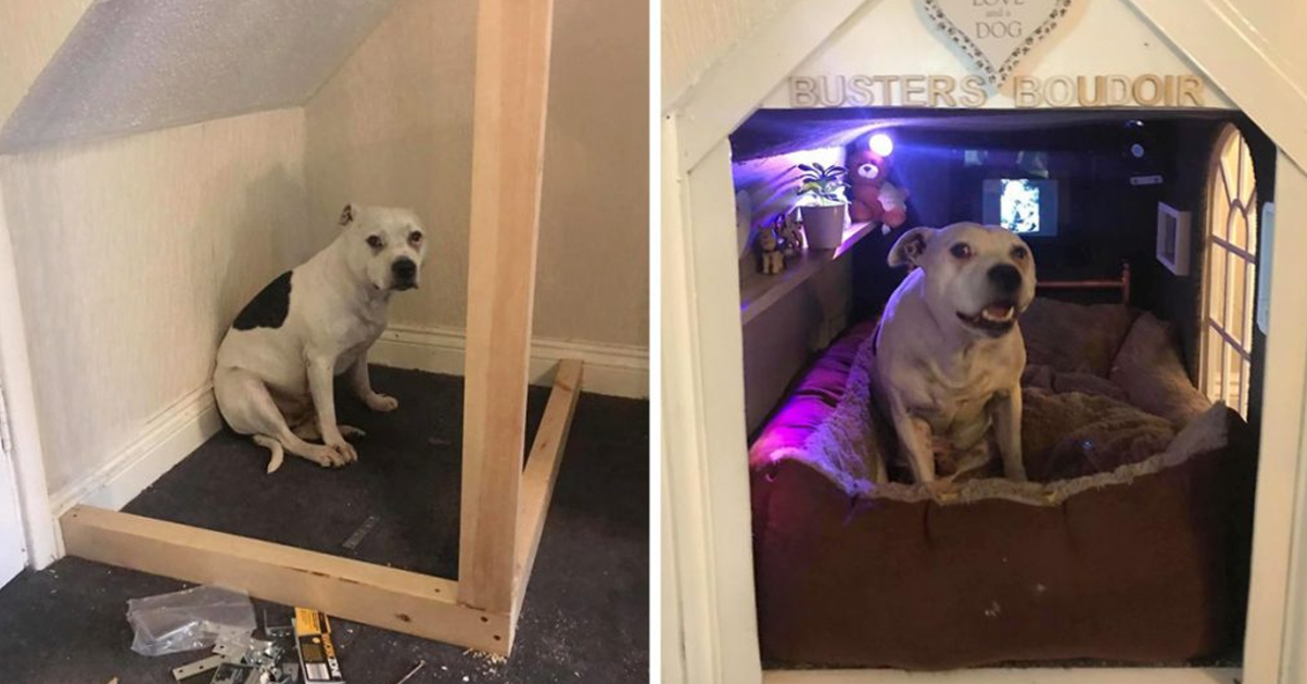 Man Builds His Rescue Dog With Trust Issues A Mini House In The Living Room To Let Him Have Some ‘Alone Time’