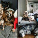 Man Devotes His Life To Adopting Old Dogs Who Can’t Find Forever Homes