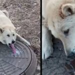 Man Finds Helpless Dog With His Tongue Frozen And Stuck In Sewer