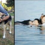 Man Floats With 19 Year Old Elderly Dog Every Day To Ease His Pain.