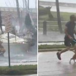 Man Risks His Life And Went Into The Sea To Save A Puppy From The Middle Of Hurricane Ian