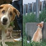 Man Saves Dog Hanging Near Highway Overpass By Electrical Cord