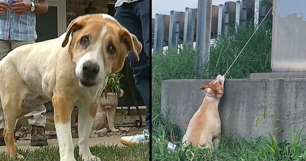 Heroic man saves dog hanging near highway overpass, entangled by electrical cord, displaying incredible bravery and compassion in rescue