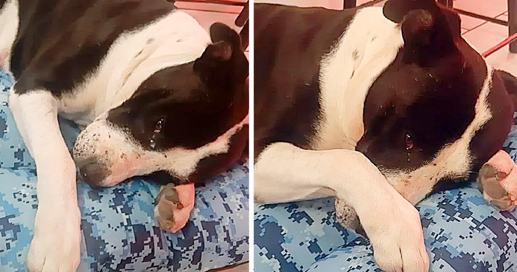 Rescuing a dog forced into street fights, tears stream down his face as he finds comfort on a soft bed, a poignant moment of compassion.