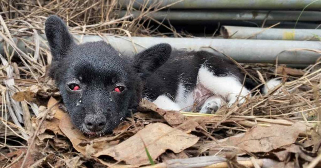 The puppy cried for days as people passed by before this occurred