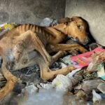 The unfortunate dog is neglected, is sick and lacks food, has no shelter, the unclean dump is the only place he can find warmth