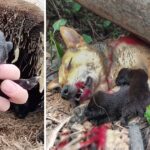 Brave Mother Dog Jumps and Sacrifices Her Life To Protect Her Poor Cubs Under A Falling Tree