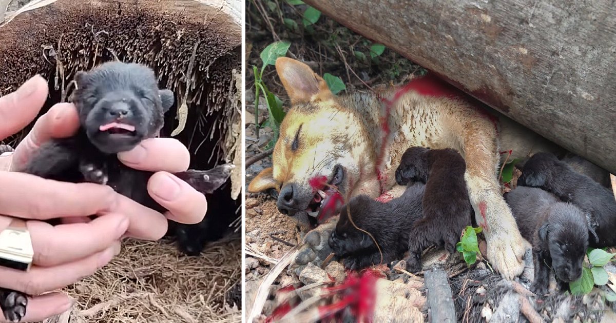 Brave Mother Dog Jumps and Sacrifices Her Life To Protect Her Poor Cubs Under A Falling Tree