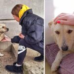 Sick Stray Puts Paw In Woman’s Hand, Desperately Pleads For Medical Help