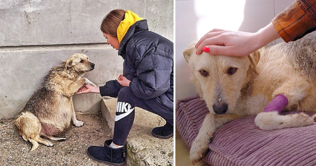 Sick Stray Puts Paw In Woman’s Hand, Desperately Pleads For Medical Help