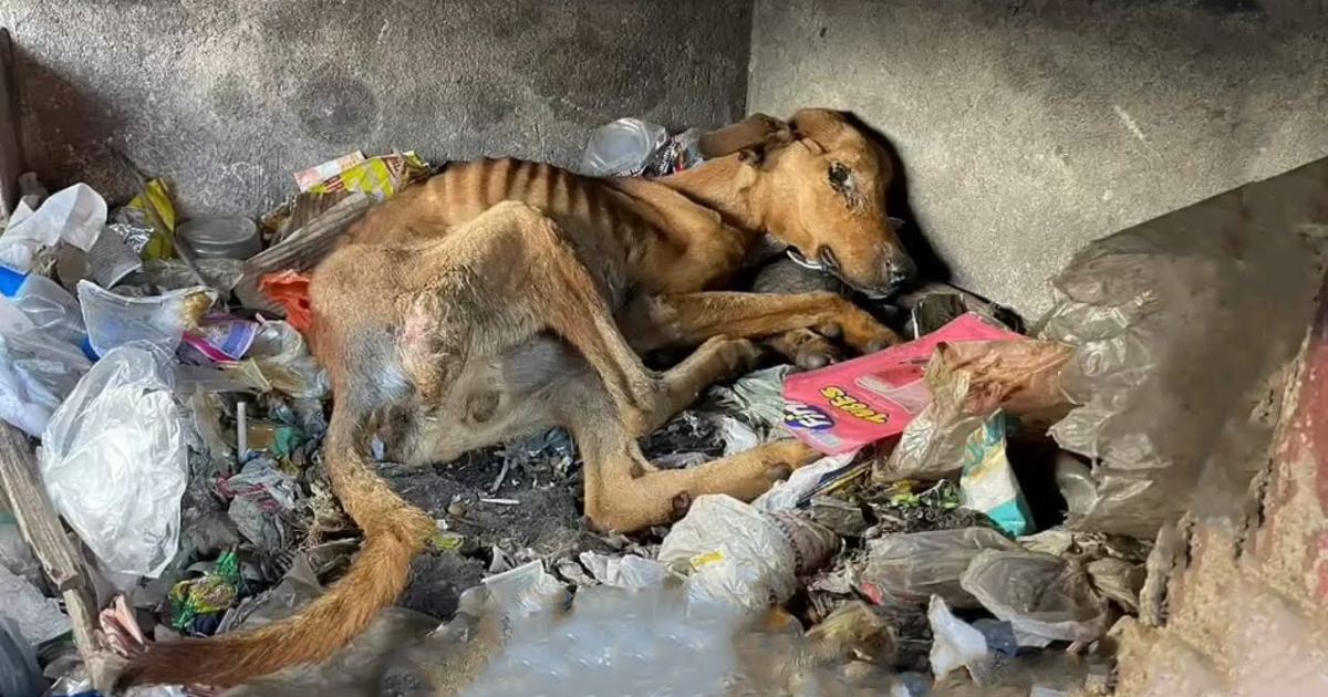 The unfortunate dog is neglected, is sick and lacks food, has no shelter, the unclean dump is the only place he can find warmth