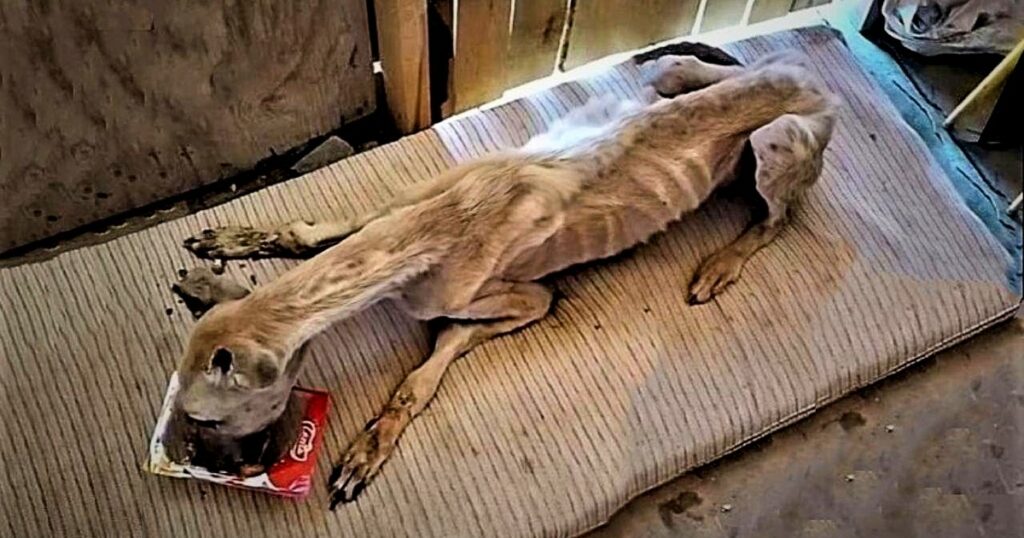 Please save this poor dog who is starving, thirsty, emaciated, with his body reduced to skin and bones.