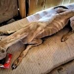 Please save this poor dog who is starving, thirsty, emaciated, with his body reduced to skin and bones.