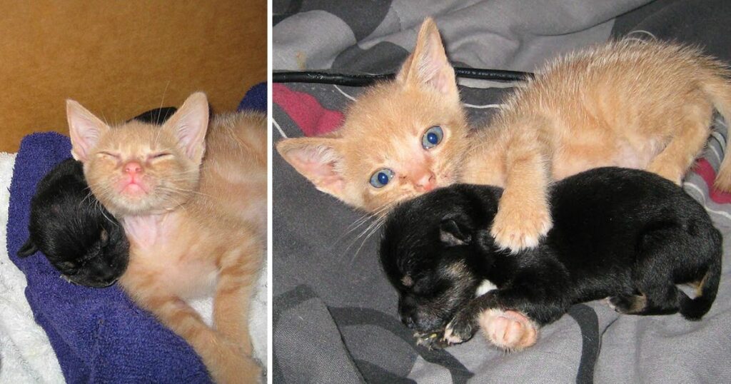 Rescue Kitten Adopts Orphaned Puppy And The Duo Is Now Inseparable