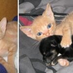 Rescue Kitten Adopts Orphaned Puppy And The Duo Is Now Inseparable