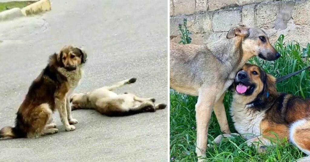 The male dog desperately begged passersby to help his mate, he’s afraid of losing her