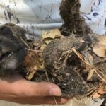 Rescue the puppy buried in the trash, thank God for helping him through the crisis