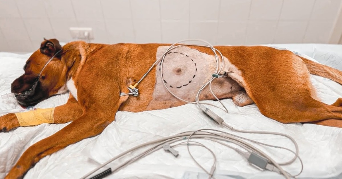 The image of the poor dog lying on the ground because he was diagnosed with four terrible diseases made us cry when we saw this heartbreaking scene