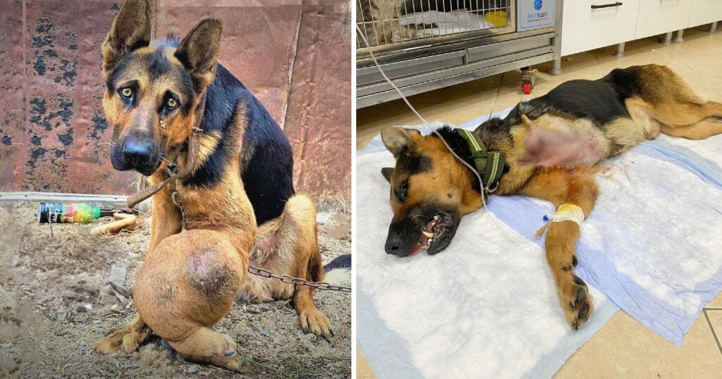 The Inspiring Tale of an Elderly Dog’s Battle with Bone Cancer Amid Neglect