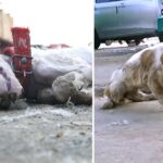 Dumped Doggie Was Struggling To Survive And How Could We Leave Him In Such a Situation