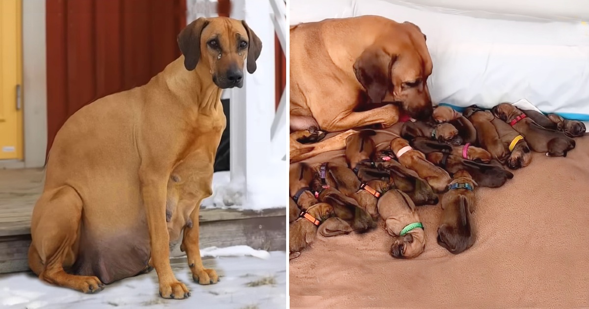 Abandoned Heavy Pregnant Dog In Snowing, Giving Birth 15 Beautiful Puppies.