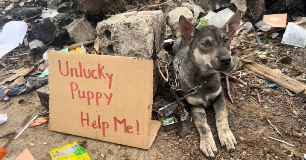 The poor dog was left bewildered in the middle of the deserted street with the words: Unlucky dog – Help me! making everyone see them can’t hold back their tears