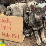 The poor dog was left bewildered in the middle of the deserted street with the words: Unlucky dog – Help me! making everyone see them can’t hold back their tears