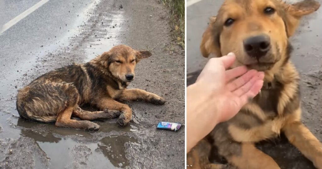 Miraculous Rescue: Abandoned Pup Battles for Survival on Busy Highway, Finds Guardian Angels