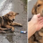 Miraculous Rescue: Abandoned Pup Battles for Survival on Busy Highway, Finds Guardian Angels