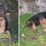 He Was Abandoned By His Owner And Hit By Car Unable To Stand, Hopeless Waiting For Help