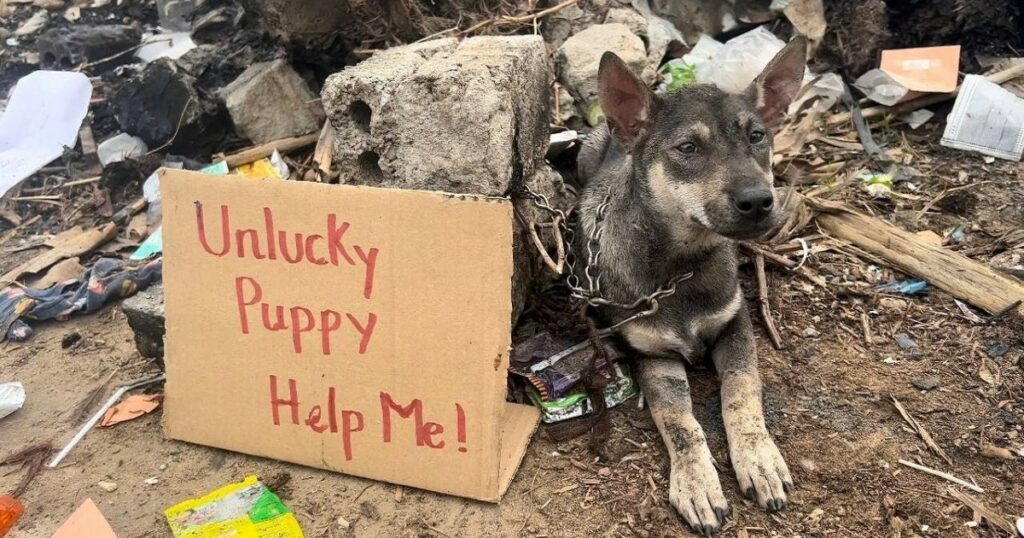 Abandoned puppy with the words: “Unlucky Puppy – Help Me!”