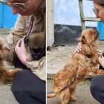Chained Mother Dog Begs Woman Not To Take Her Last Puppy Away