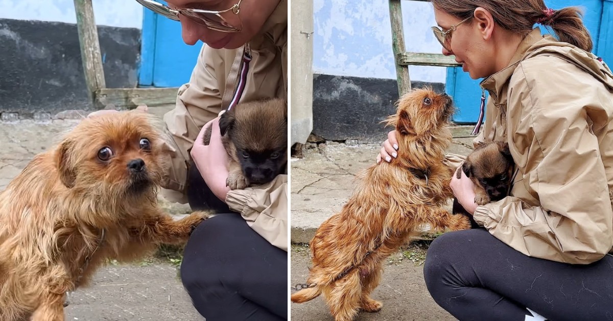 Chained Mother Dog Begs Woman Not To Take Her Last Puppy Away