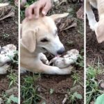 A Heart-Wrenching Scene: Grieving Mother Dog’s Emotional Efforts to Dig up Her Deceased Puppy.